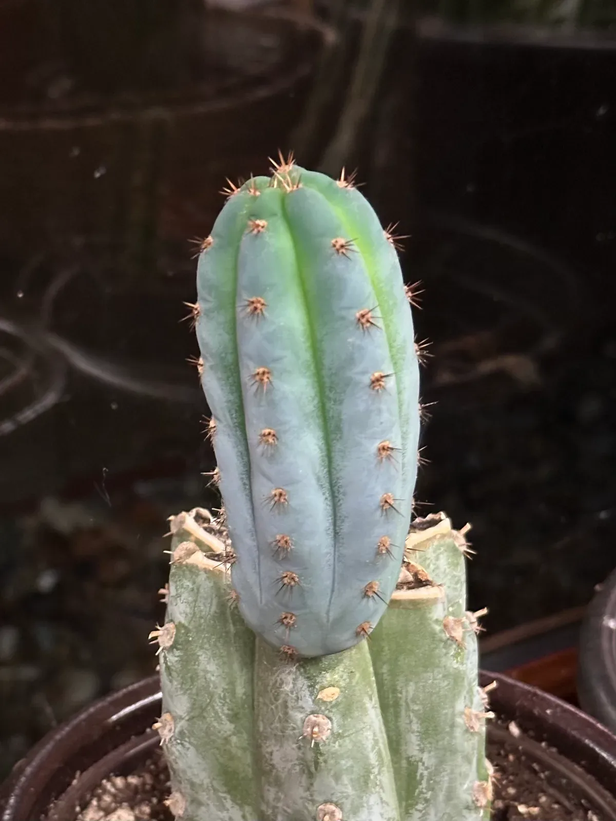 Example of the lovely blue color that Althea is known for on new growth.