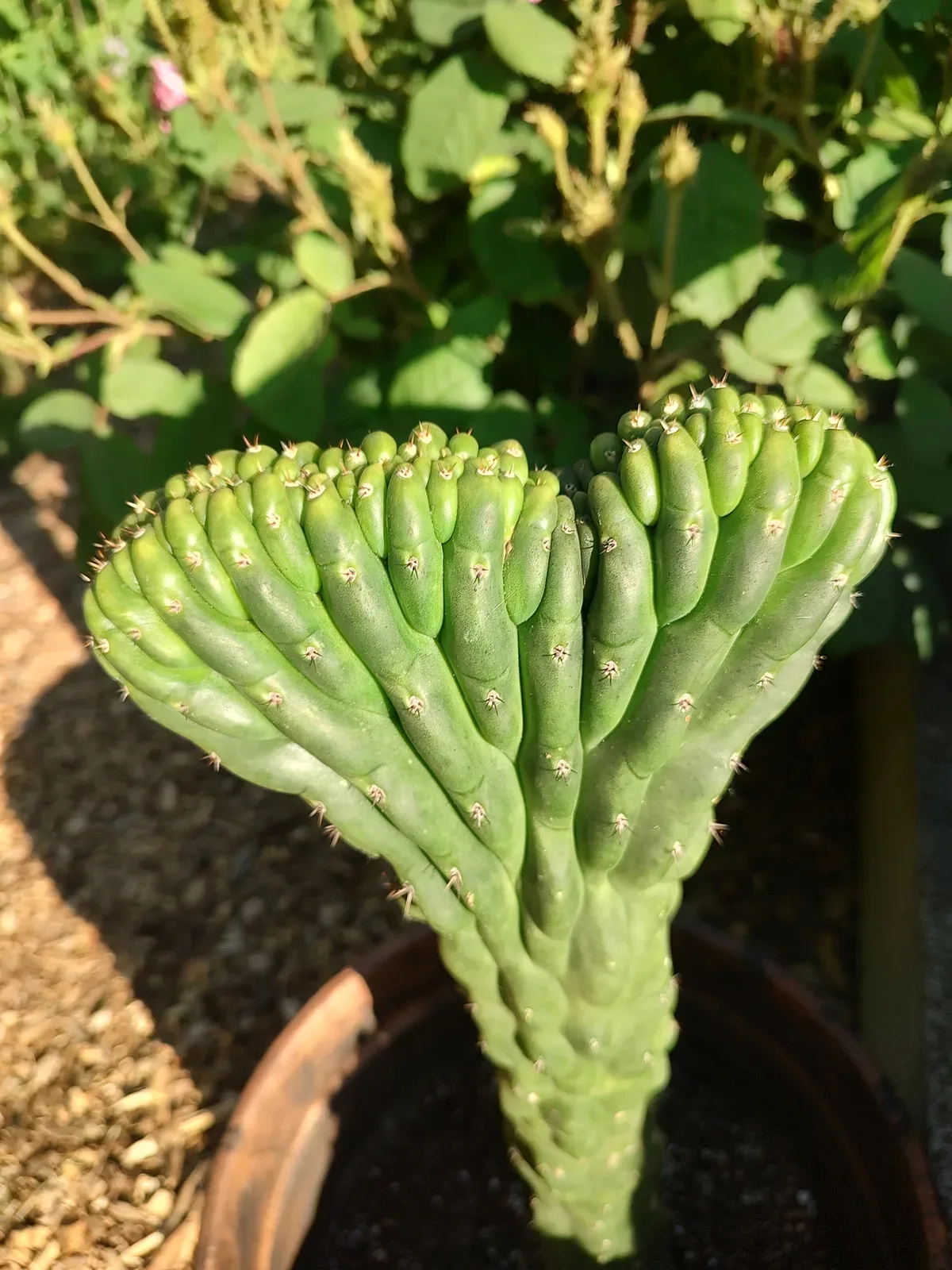 This is my first cutting of Altman's TPM. It was columnar at first,then crested after its first winter here in northwest WA.