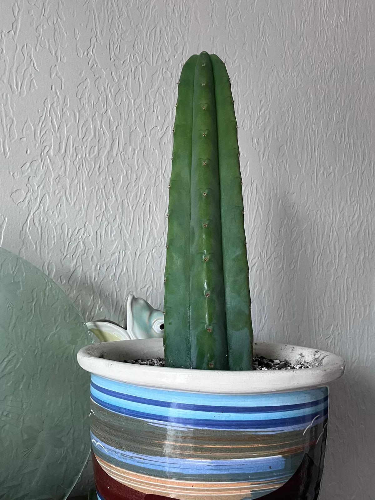 An Ogun tip I’m currently rooting. My collection is just starting and therefor small.