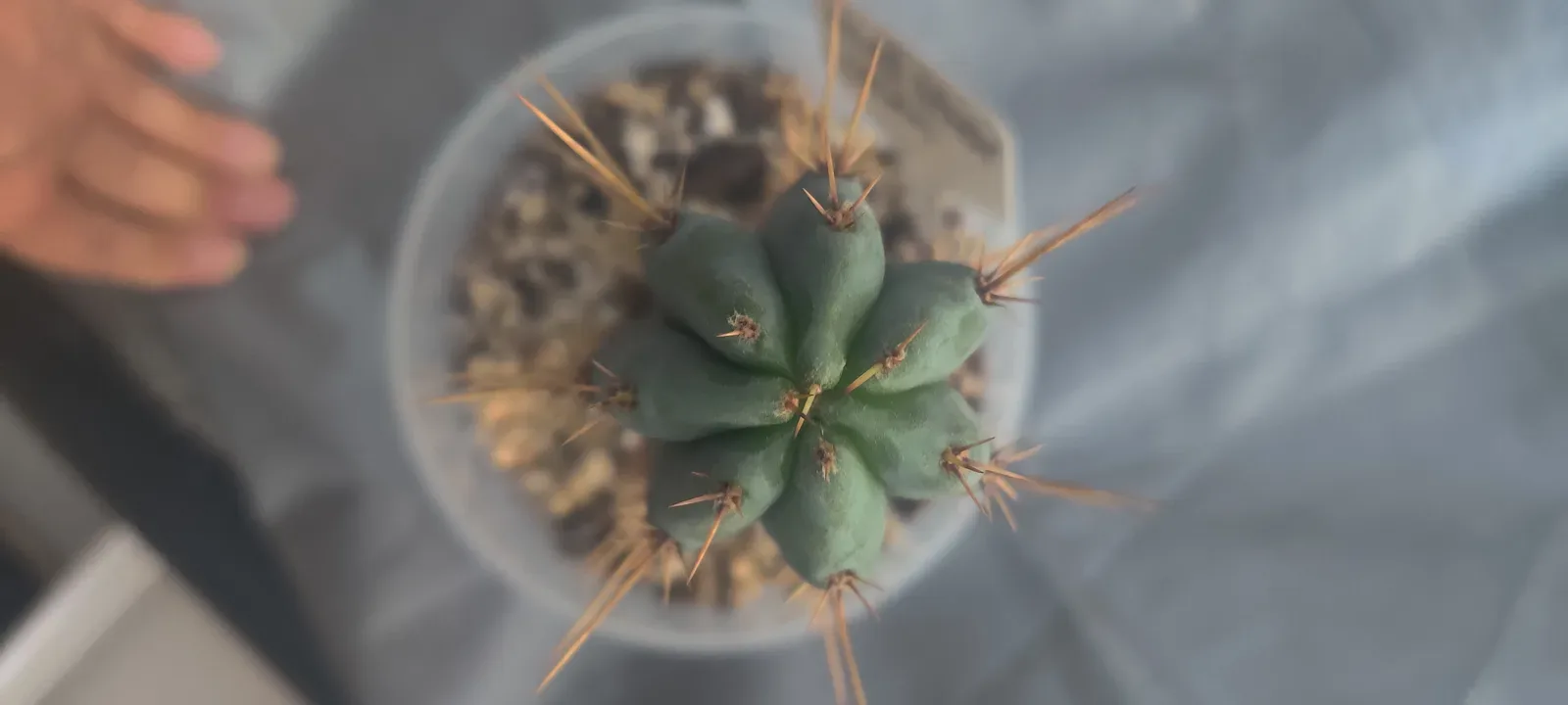 A revert: this House Spirit has grown back to plain green, without its white variegation.