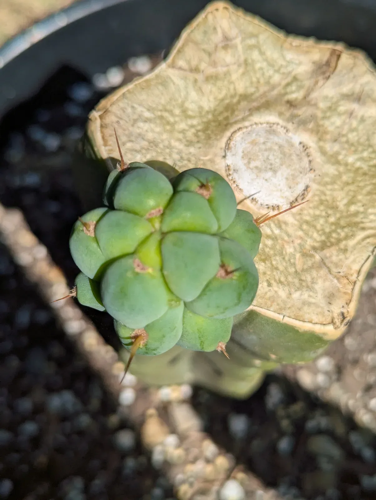 Mature spineless Eileen mid cutting with pup emerging.
