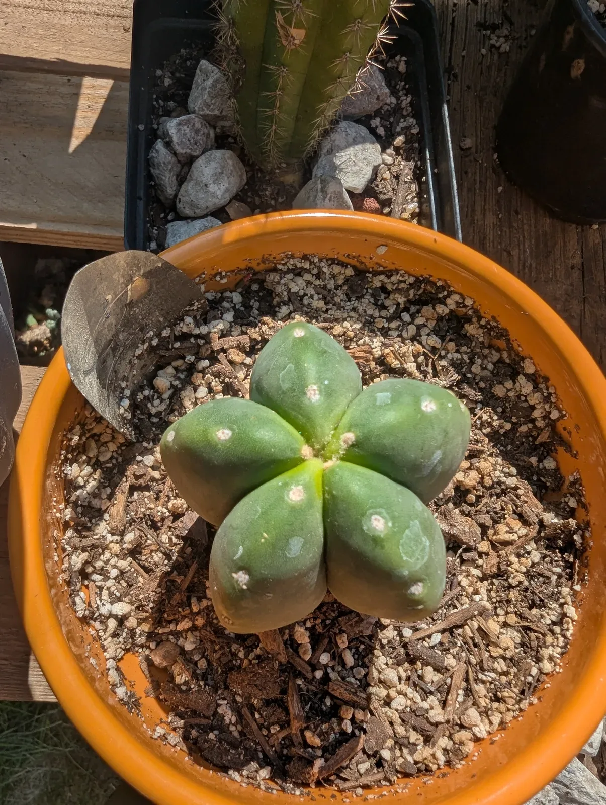 Freshly rooted DINO Scop cutting in a pot.