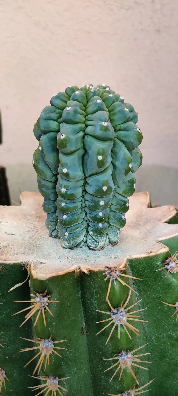 Picture of glorp grafted on sun goddess.