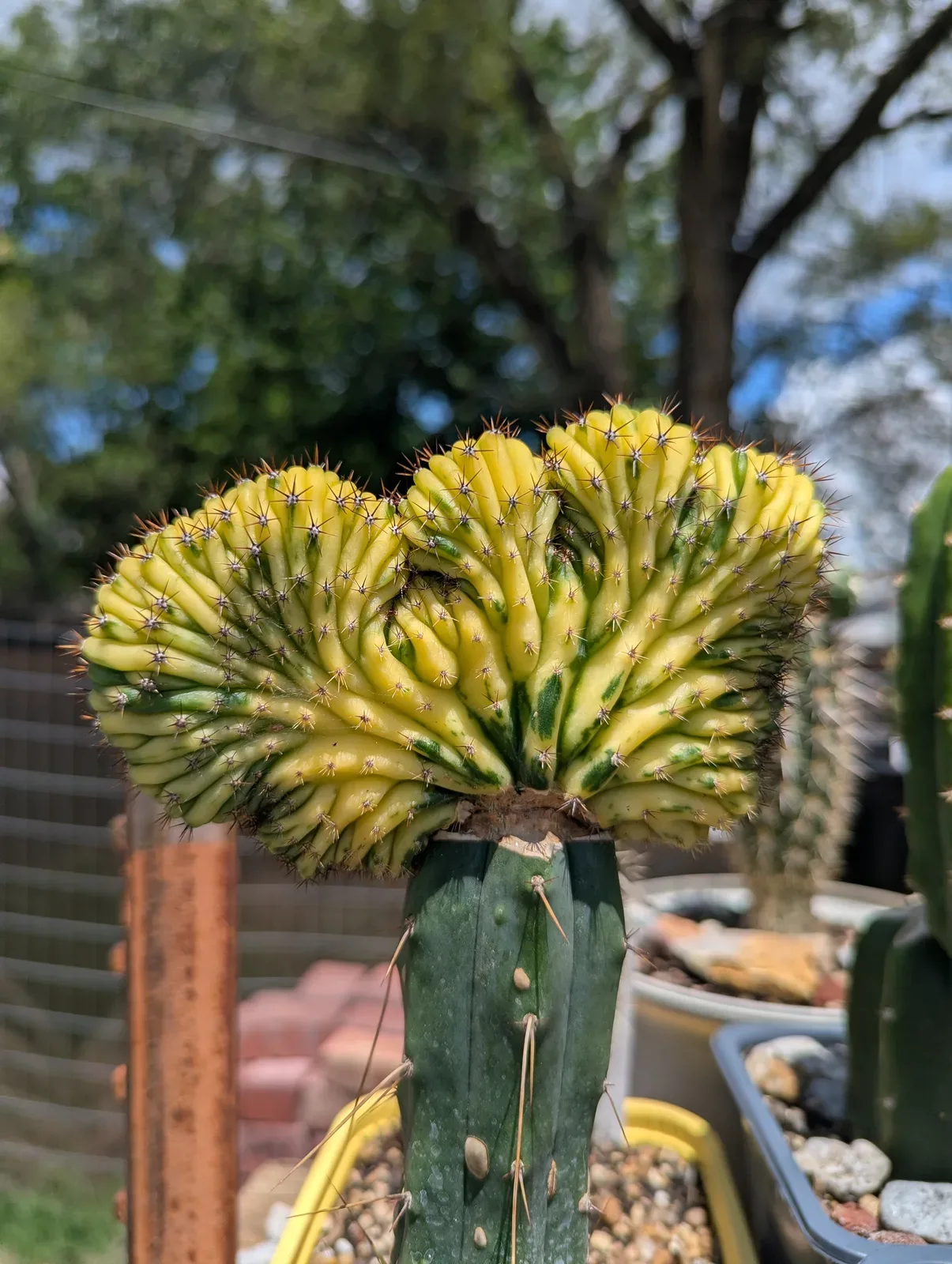 China Gold crested, grafted to Jiimz Bridgesii.
