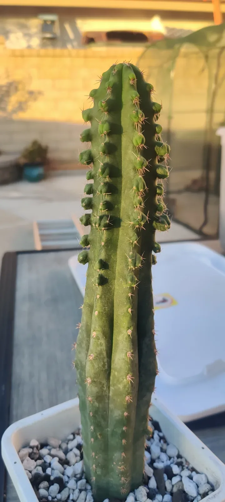 Just potted Moco received from the original cultivator you/--BoogeyMan-- on reddit.