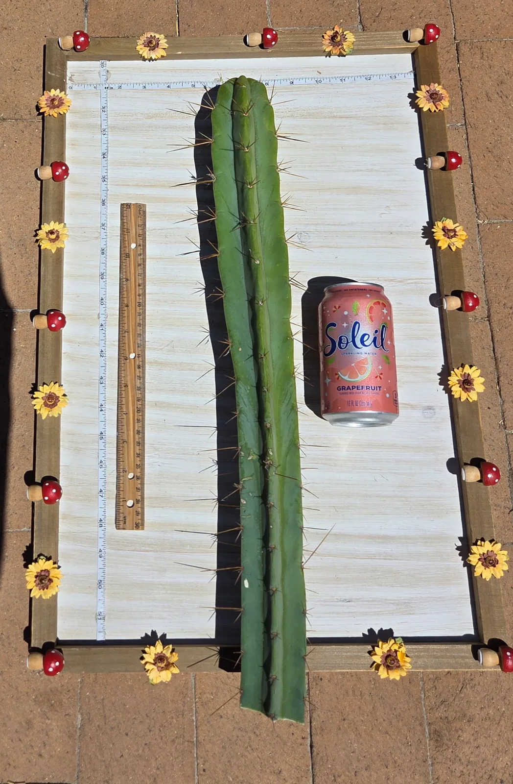 Eileen, a bridgesii cutting grown in the yard. Skin blue-green; spines short, thin, and often just one to an areole. Photograph 2 of 3 of this plant.