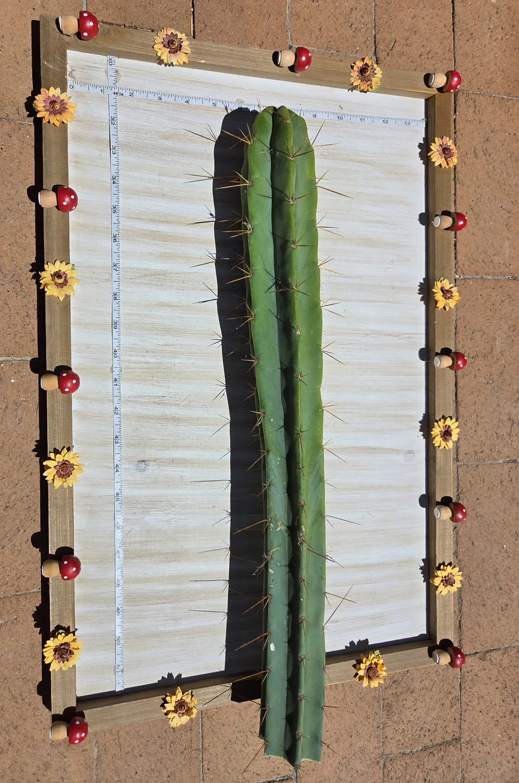 Eileen, a bridgesii cutting grown in the yard. Skin blue-green; spines short, thin, and often just one to an areole. Photograph 3 of 3 of this plant.