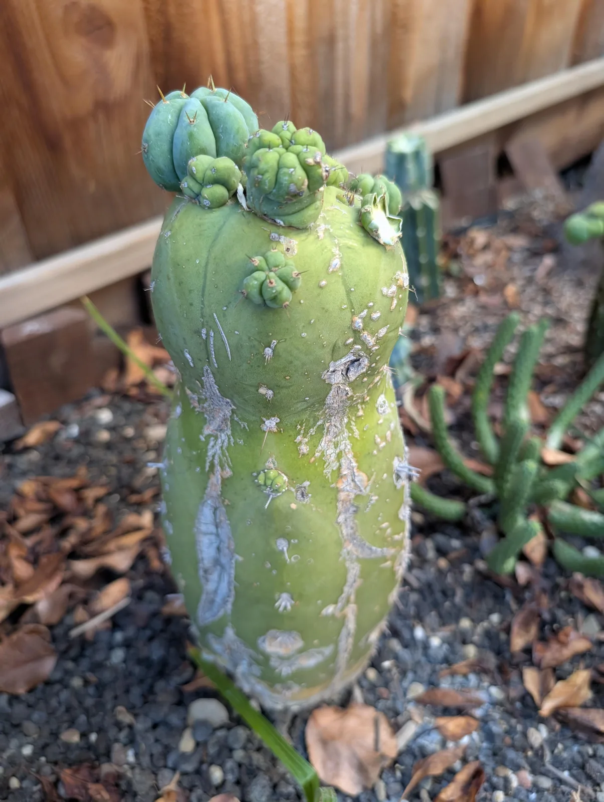 CSD, a bridgesii rooted plant grown in the yard, recorded as monstrose. Skin vivid green with a glaucous finish; spines very short or missing altogether, set in tiny recessed areoles. Photograph 1 of 4 of this plant.