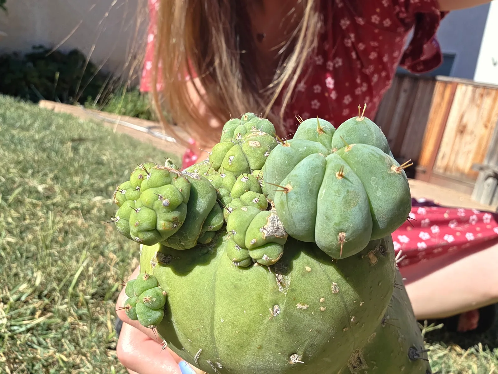 CSD, a bridgesii rooted plant grown in the yard, recorded as monstrose. Skin vivid green with a glaucous finish; spines very short or missing altogether, set in tiny recessed areoles. Photograph 2 of 4 of this plant.