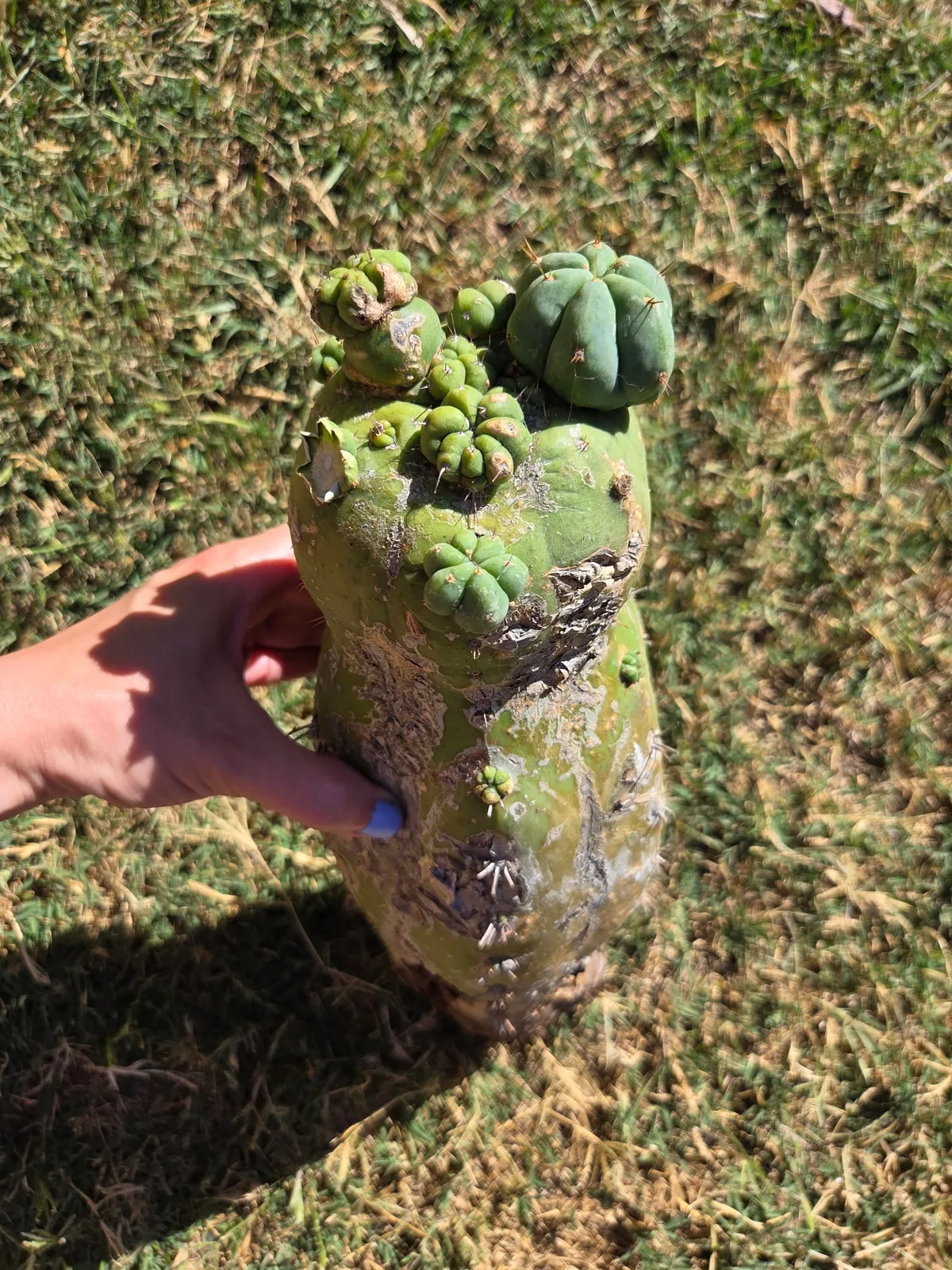 CSD, a bridgesii rooted plant grown in the yard, recorded as monstrose. Skin vivid green with a glaucous finish; spines very short or missing altogether, set in tiny recessed areoles. Photograph 4 of 4 of this plant.