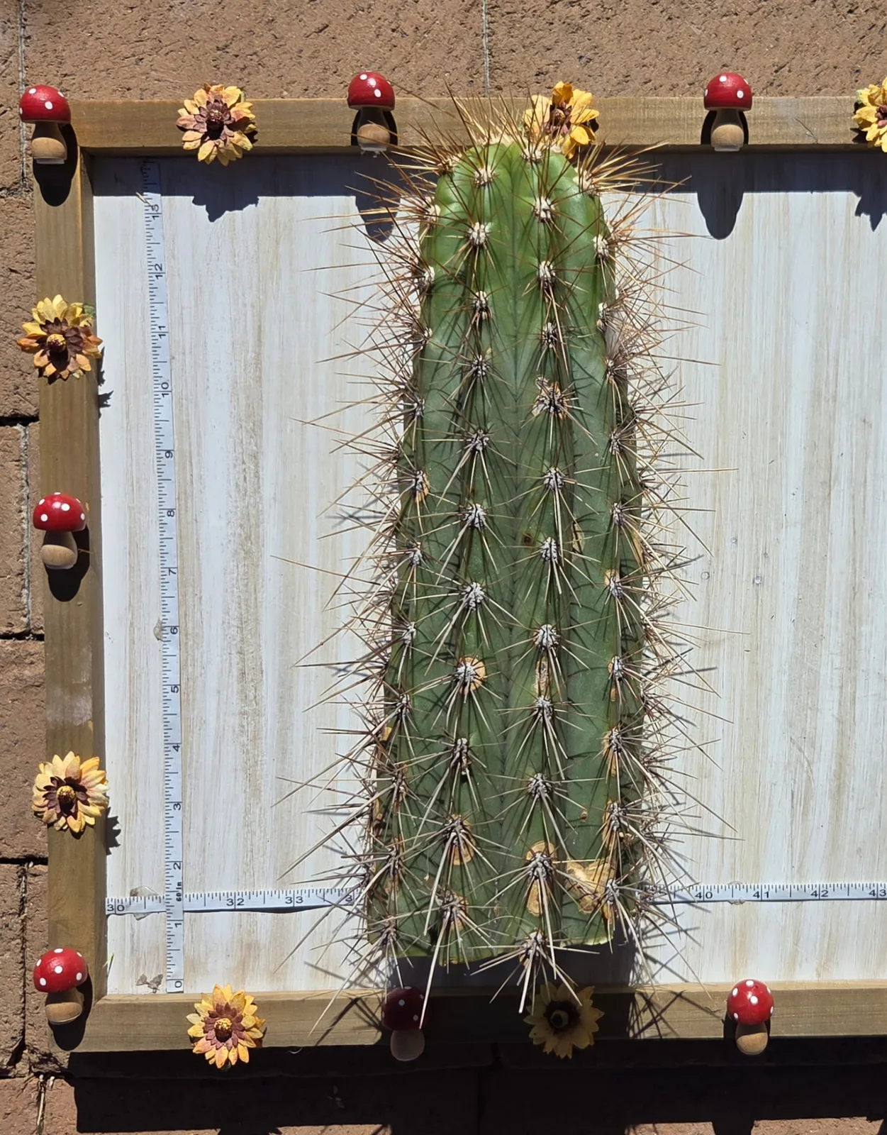 Tacaquirensis, a tacaquirensis cutting grown in the yard. Skin dark green, and it keeps that colour as it grows; spines heavy. Photograph 3 of 4 of this plant.