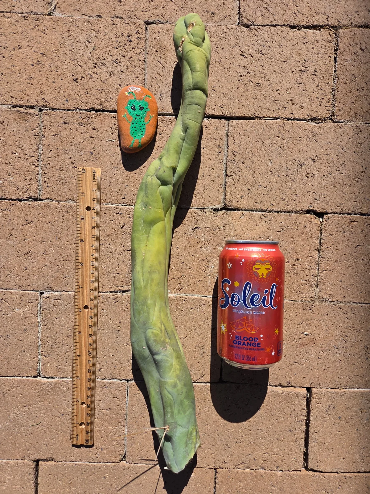 TBMA, a bridgesii cutting grown in the yard, recorded as monstrose. Skin smooth and spineless down most of the column; spines usually none, with an occasional ordinary spine and, rarely, a yellow one. Photograph 3 of 4 of this plant.