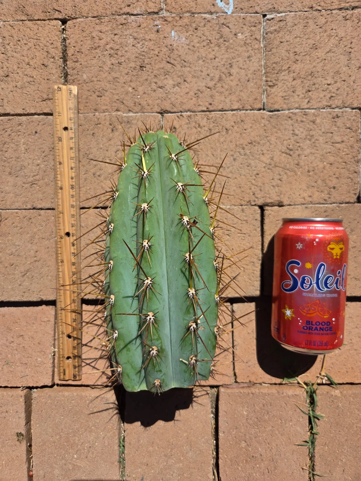 SS01, a peruvianus cutting grown in the yard. Skin blue-green. Photograph 4 of 4 of this plant.
