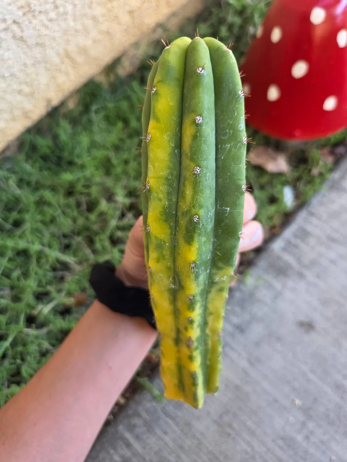 Ogun, a pachanoi cutting grown in the yard, recorded as variegated. Skin variegated. Photograph 3 of 3 of this plant.