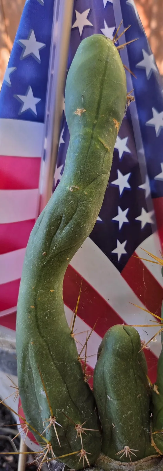 TBMB, a bridgesii rooted plant grown in the yard. spines strong enough to show even on a small plant, which is one of the ways this form is told from the long one. Photograph 1 of 3 of this plant.