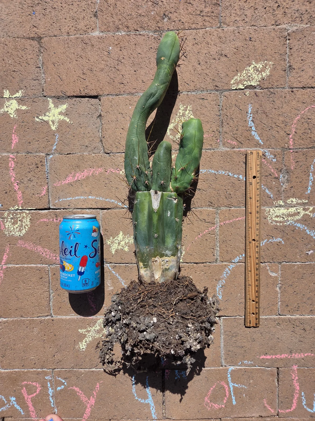 TBMB, a bridgesii rooted plant grown in the yard. spines strong enough to show even on a small plant, which is one of the ways this form is told from the long one. Photograph 2 of 3 of this plant.