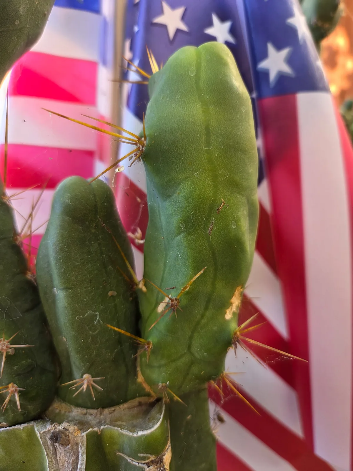 TBMB, a bridgesii rooted plant grown in the yard. spines strong enough to show even on a small plant, which is one of the ways this form is told from the long one. Photograph 3 of 3 of this plant.