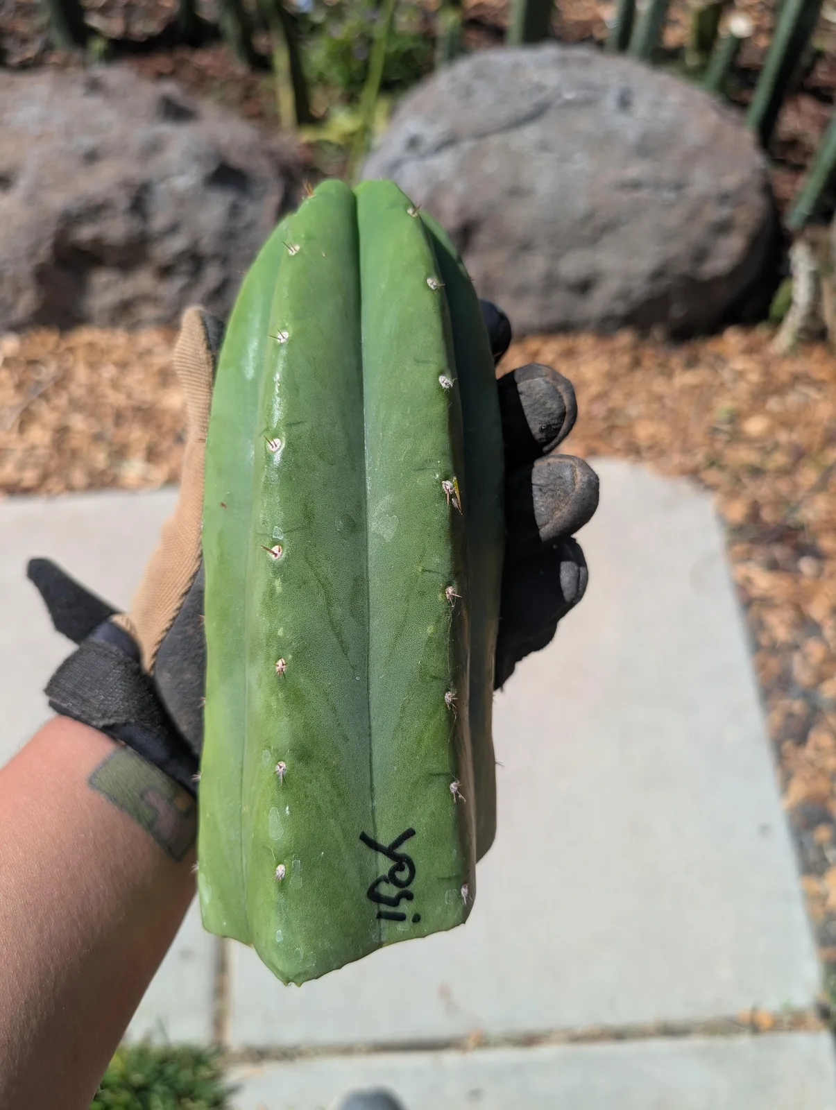 Yogi, a trichocereus cutting grown in the yard, recorded as monstrose. Skin glossy blue-green; spines short. Photograph 2 of 3 of this plant.