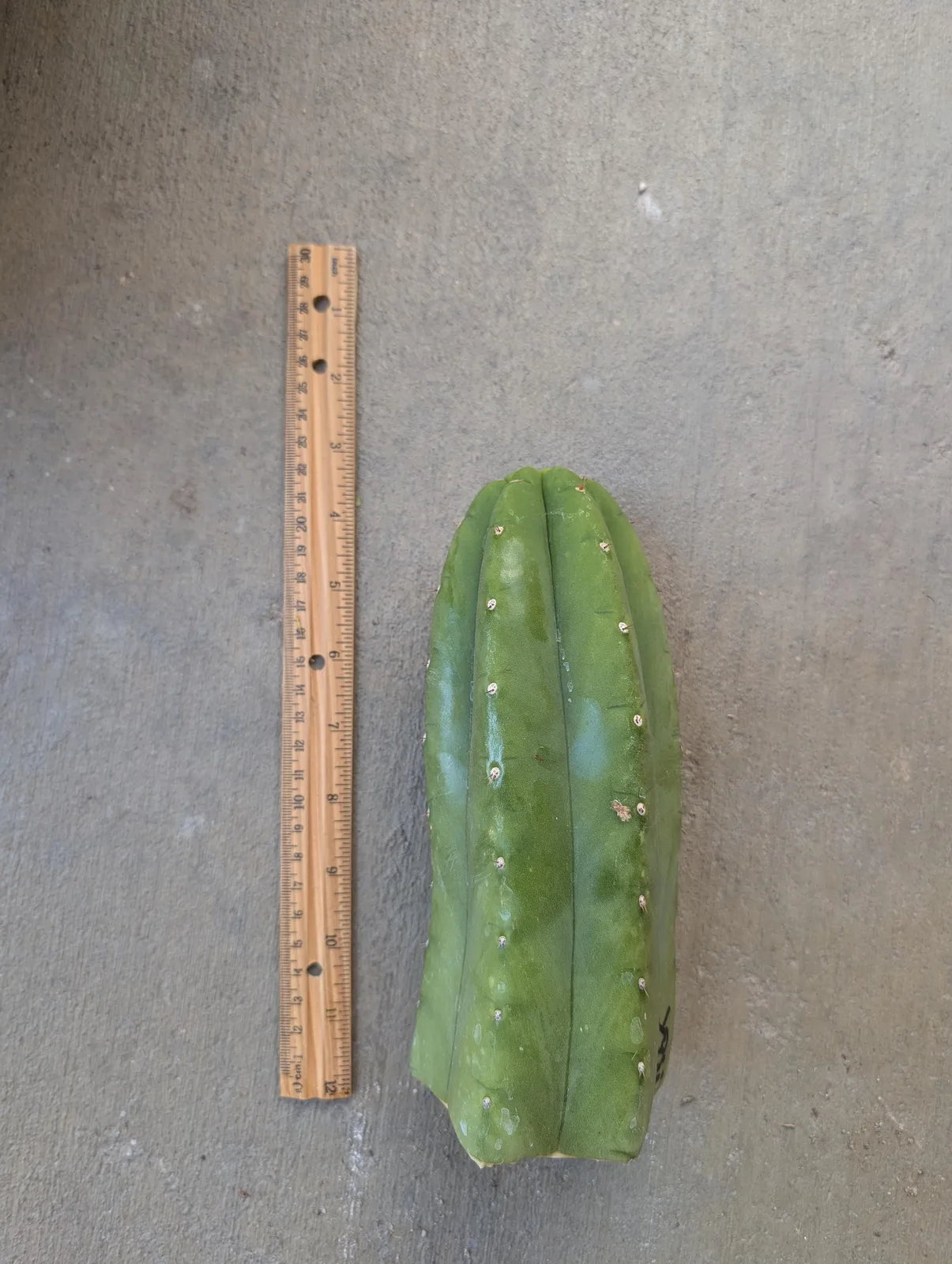 Yogi, a trichocereus cutting grown in the yard, recorded as monstrose. Skin glossy blue-green; spines short. Photograph 3 of 3 of this plant.