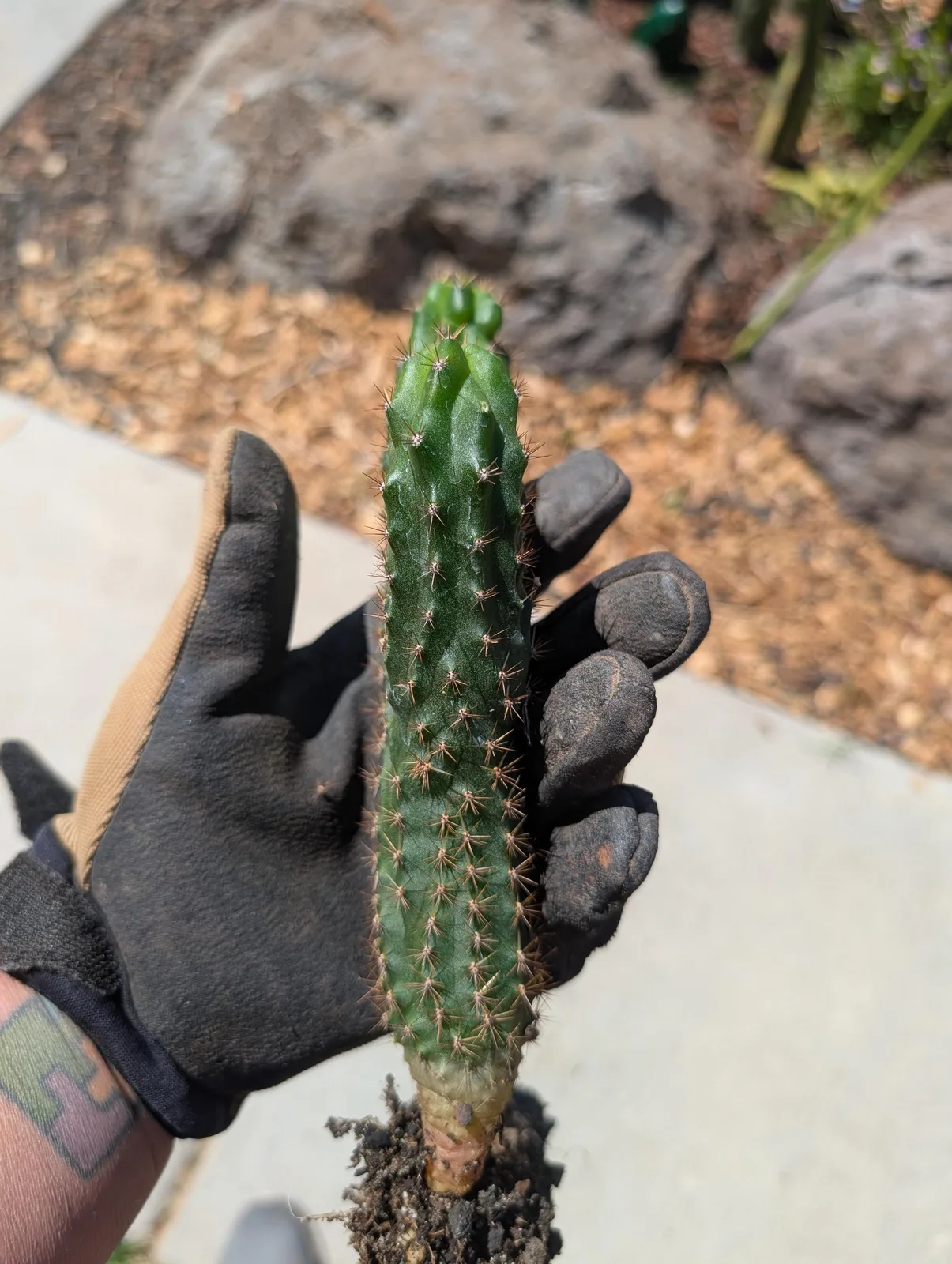 SS02 × Olivia, a hybrid rooted plant grown in the yard. Skin dark green; spines closely spaced. Photograph 3 of 4 of this plant.