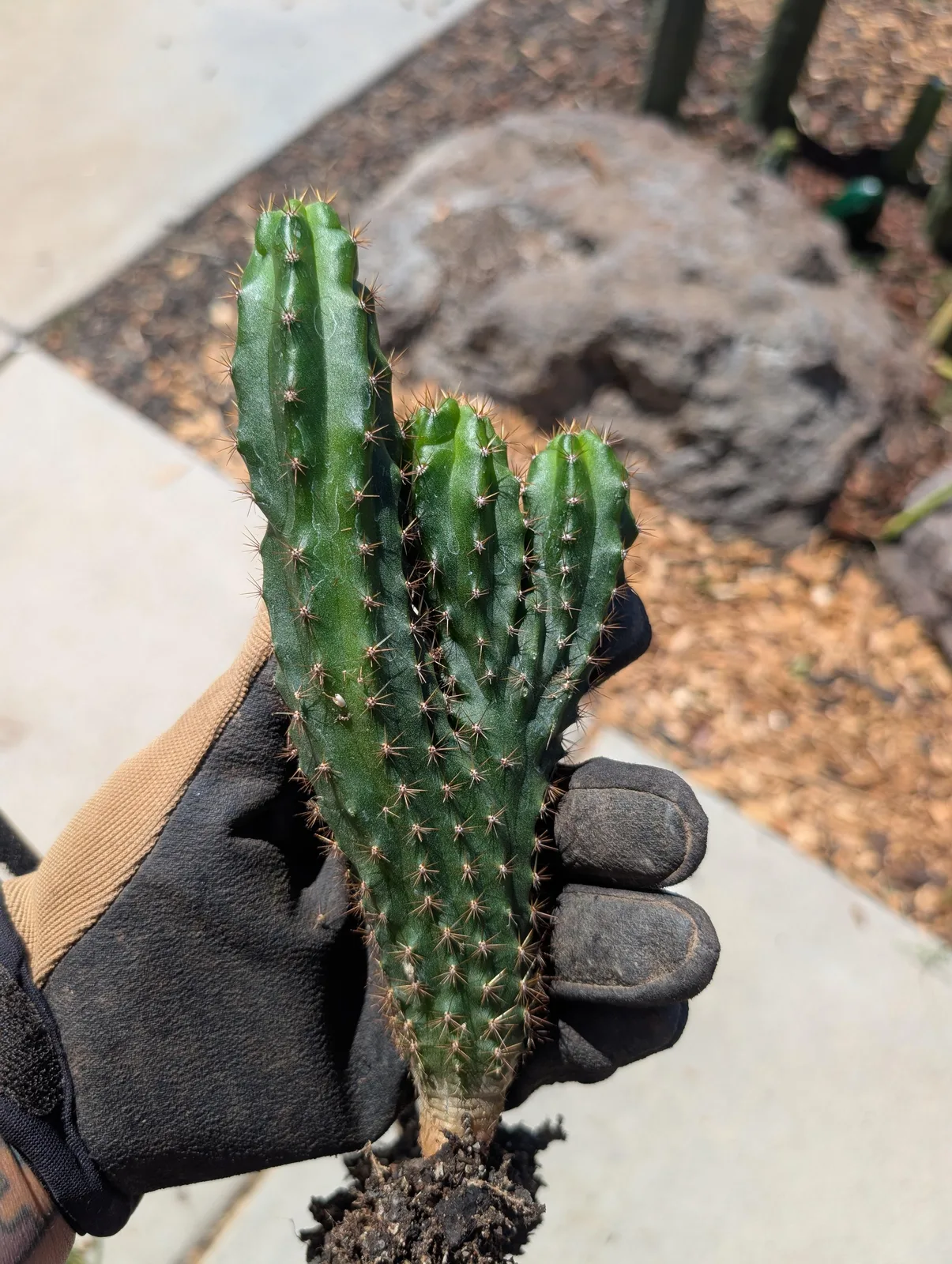 SS02 × Olivia, a hybrid rooted plant grown in the yard. Skin dark green; spines closely spaced. Photograph 4 of 4 of this plant.