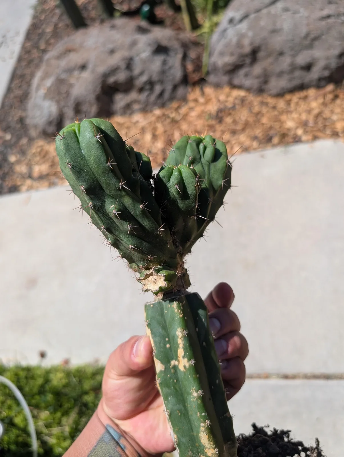 CV Favorite (Psycho0 x TPMC), a hybrid rooted plant grown in the yard, recorded as monstrose. Photograph 4 of 4 of this plant.
