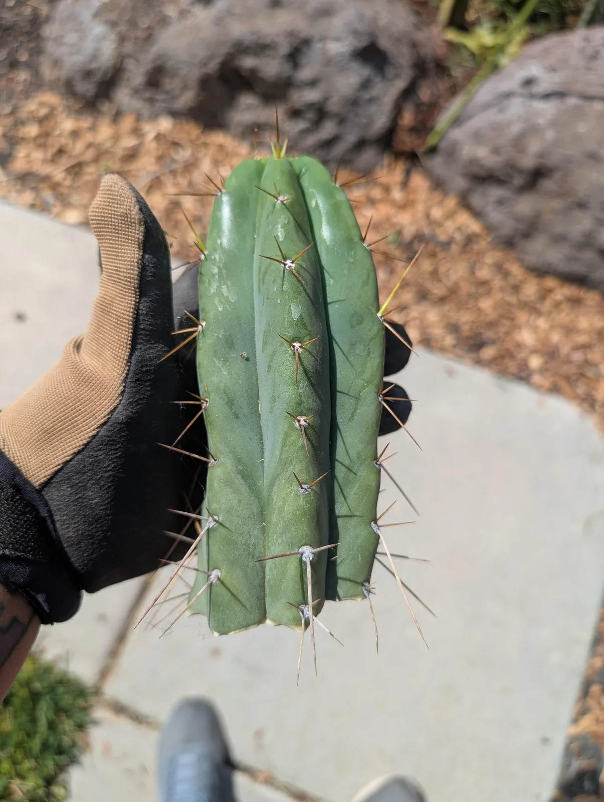 Silver Dollar Bridge, a bridgesii cutting grown in the yard. spines heavy, in a tight radial pattern at the crown. Photograph 1 of 3 of this plant.