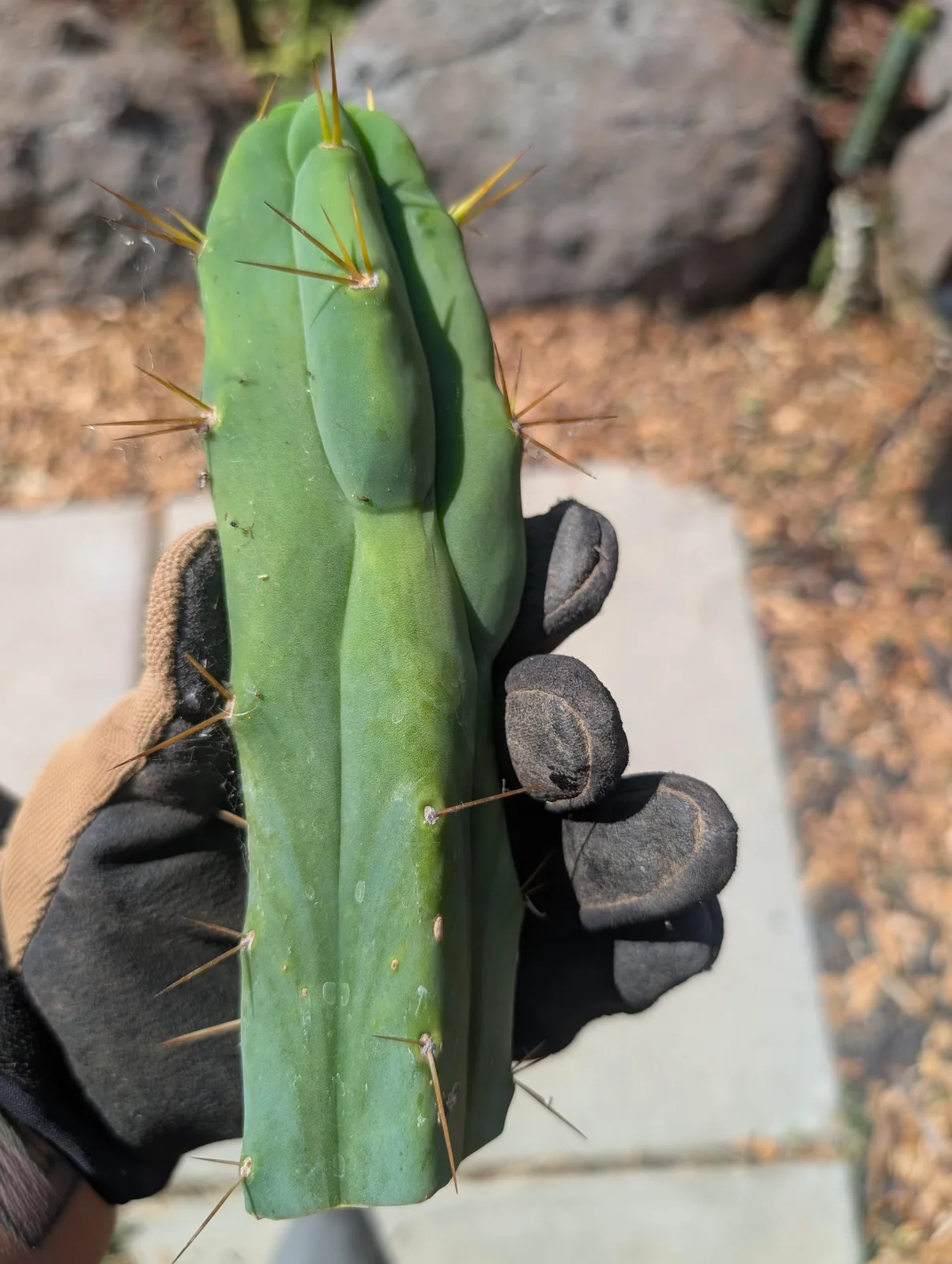 Kate's Bridge, a bridgesii cutting grown in the yard. Photograph 1 of 3 of this plant.