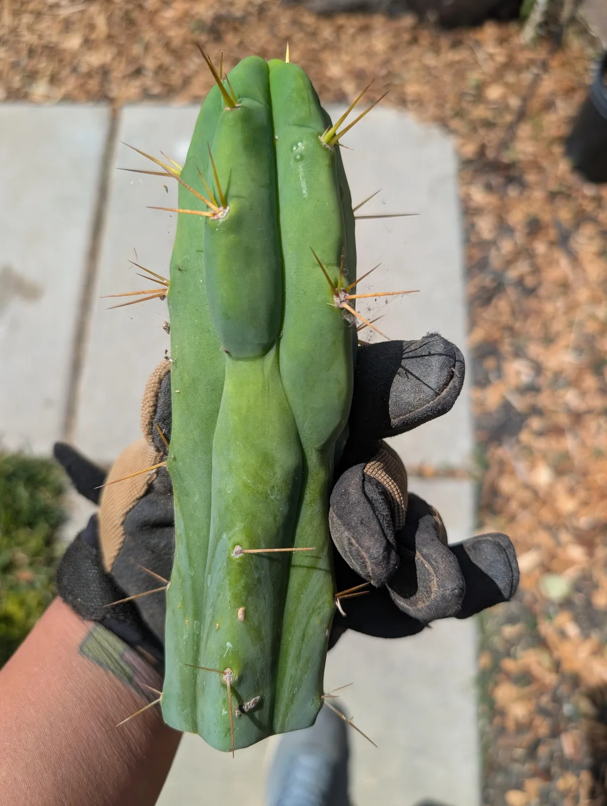 Kate's Bridge, a bridgesii cutting grown in the yard. Photograph 3 of 3 of this plant.