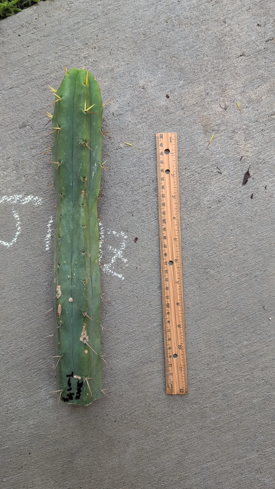 Jim's Twin Spines, a bridgesii cutting grown in the yard. spines two spines to an areole, which is where the name comes from. Photograph 1 of 3 of this plant.