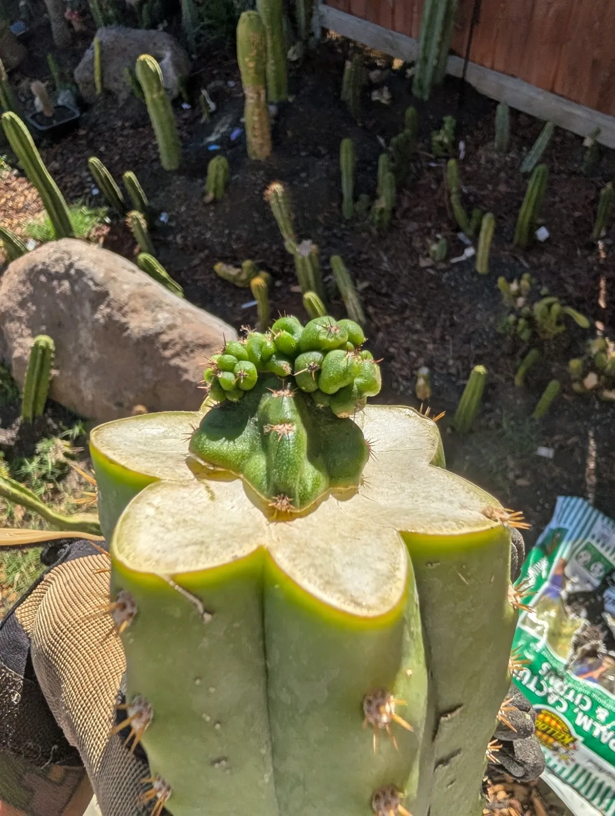 Pumacayan Stacker, Other Trichocereus grafted plant, grown in the yard.