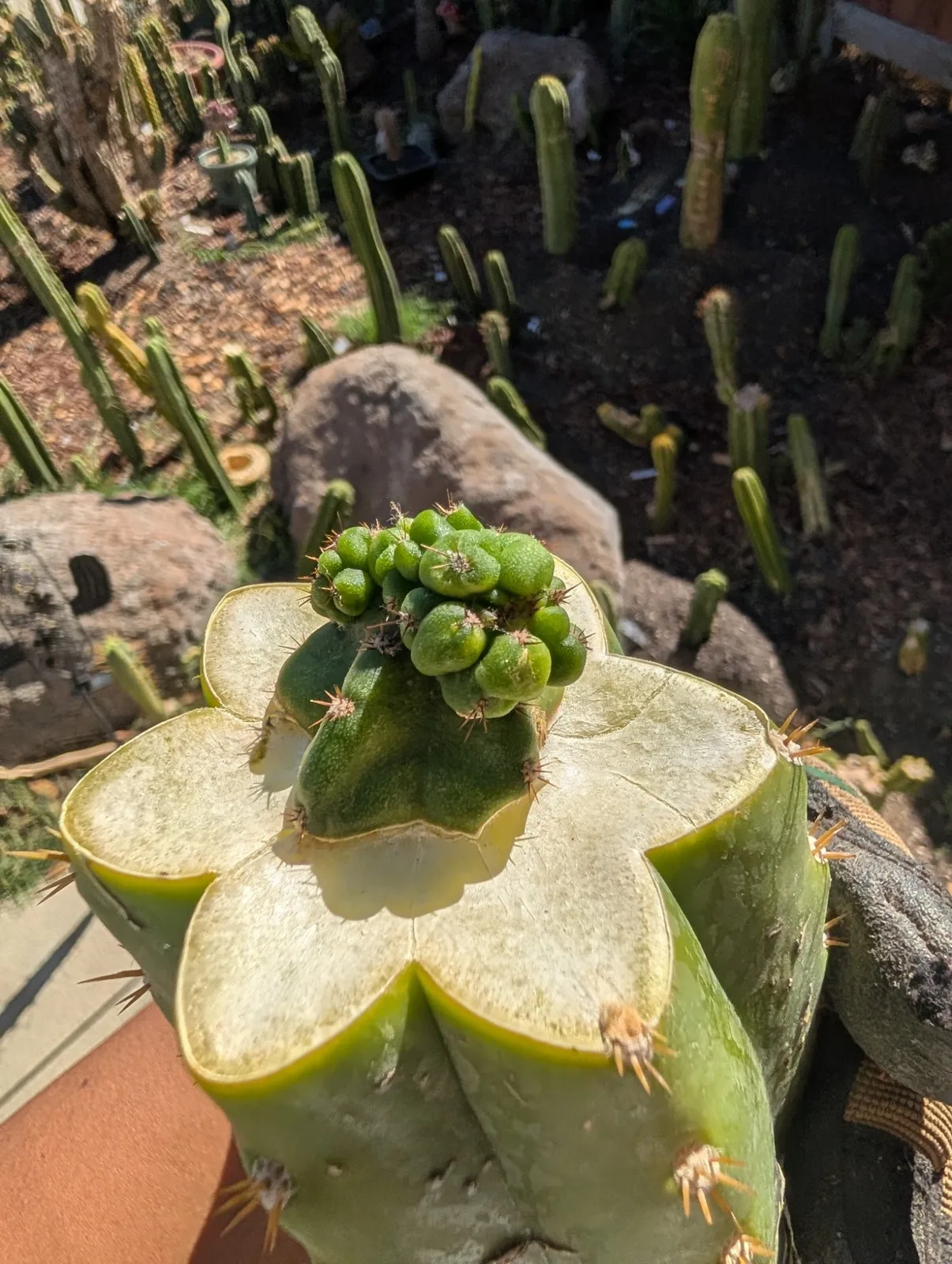 Pumacayan Stacker, Other Trichocereus grafted plant, grown in the yard.