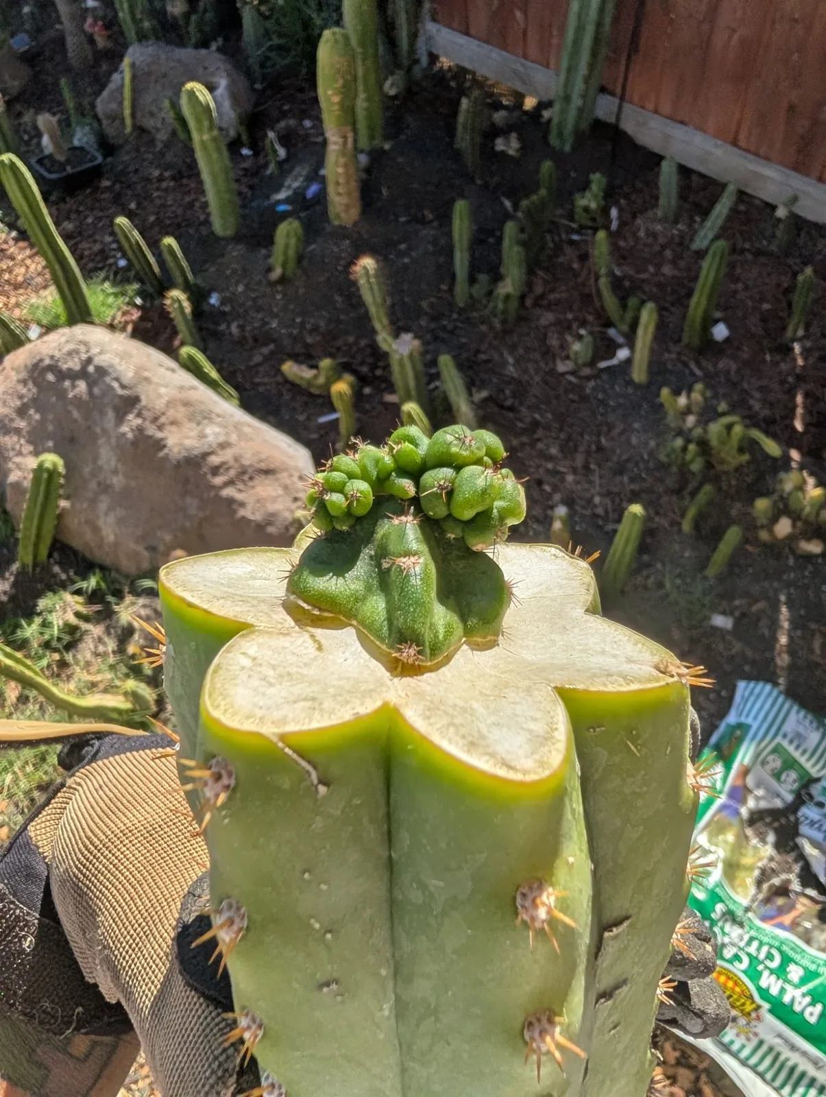 Pumacayan Stacker, Other Trichocereus grafted plant, grown in the yard.