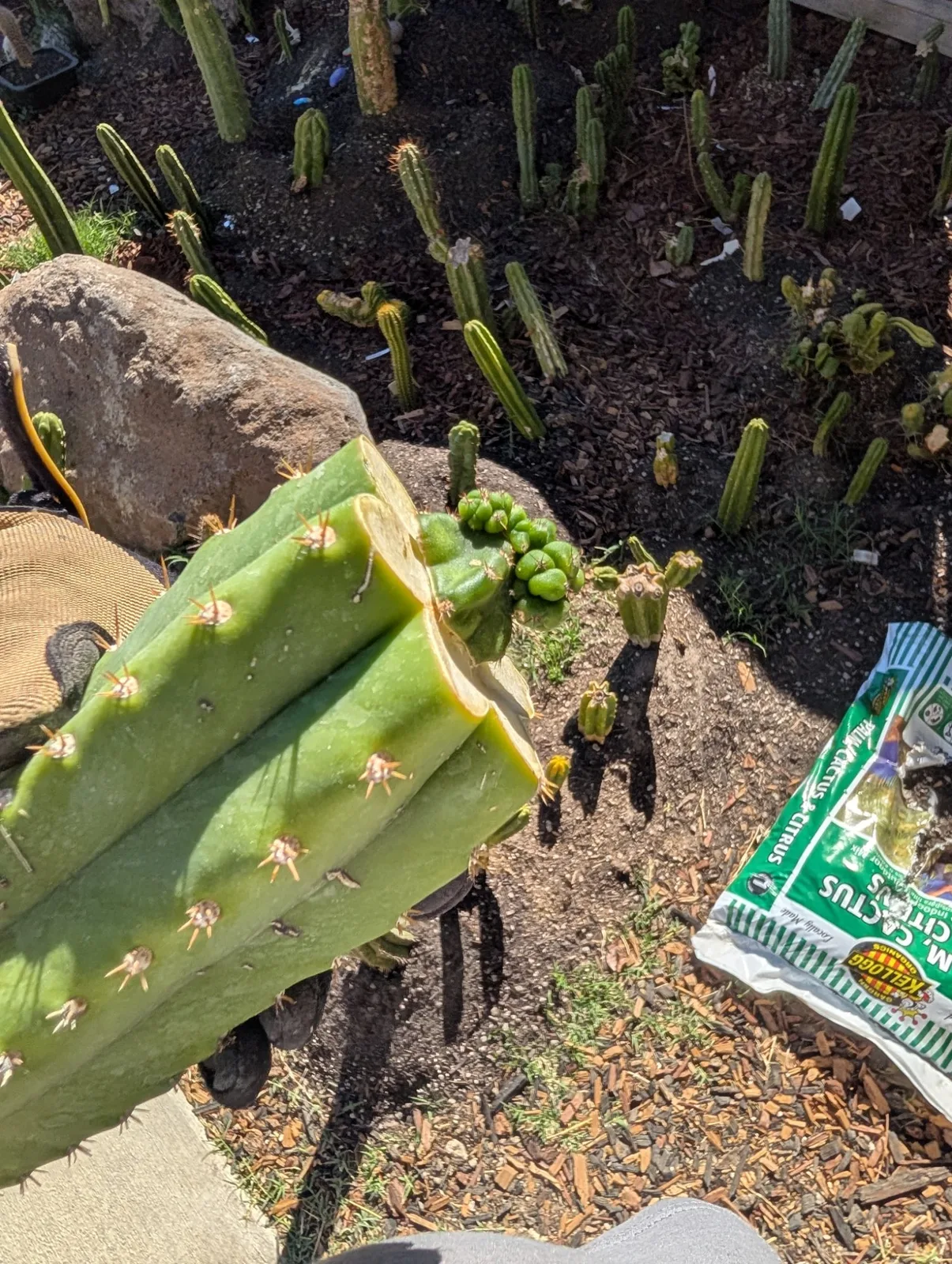 Pumacayan Stacker, Other Trichocereus grafted plant, grown in the yard.