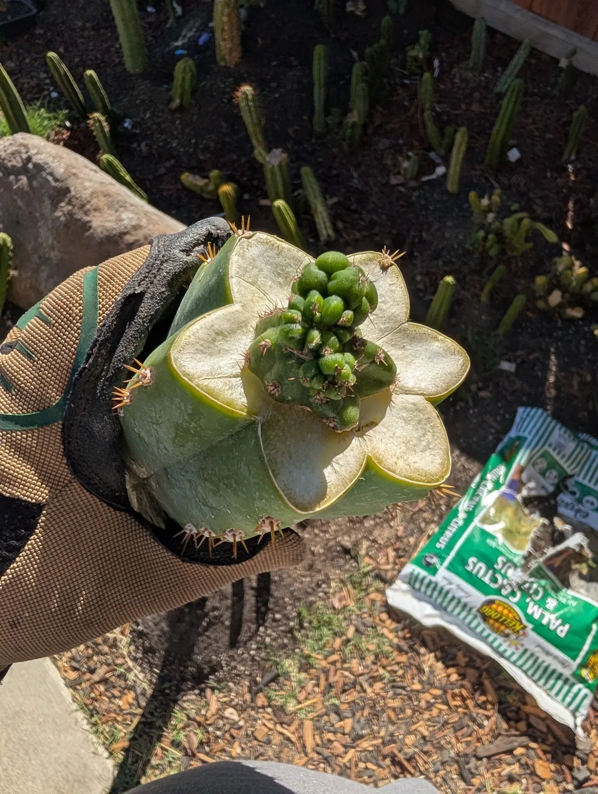 Pumacayan Stacker, Other Trichocereus grafted plant, grown in the yard.