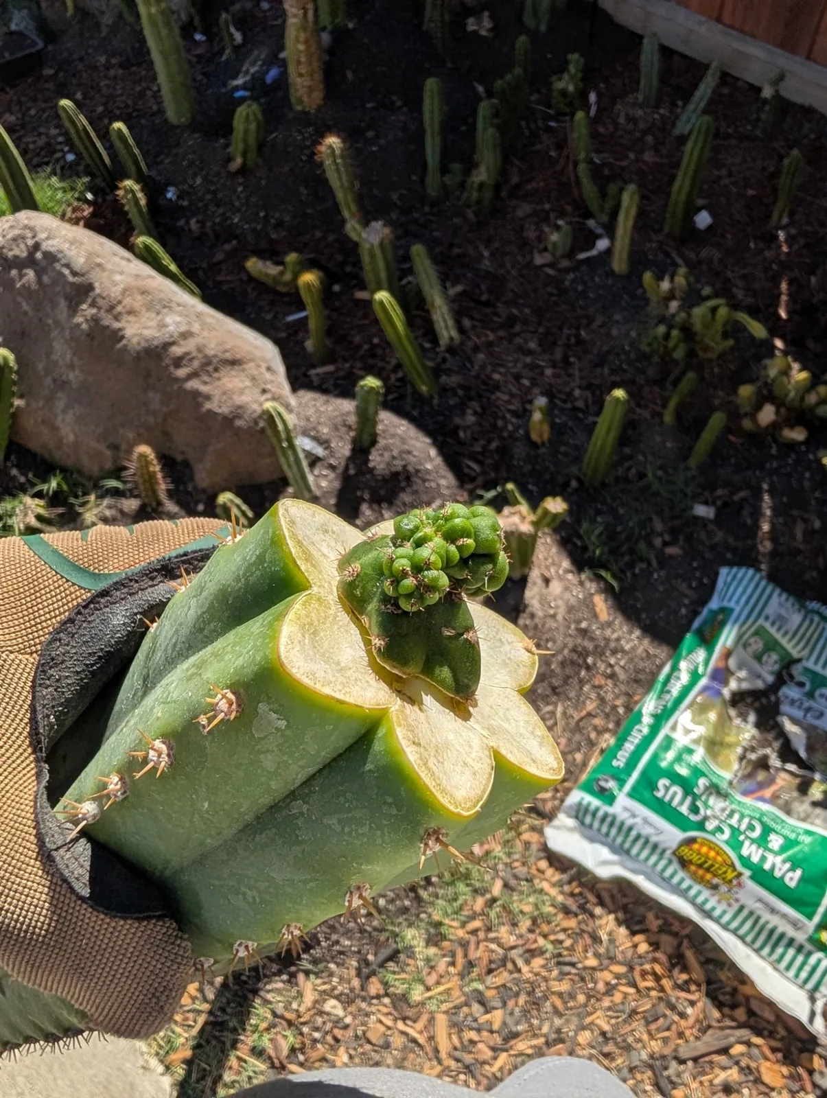 Pumacayan Stacker, Other Trichocereus grafted plant, grown in the yard.