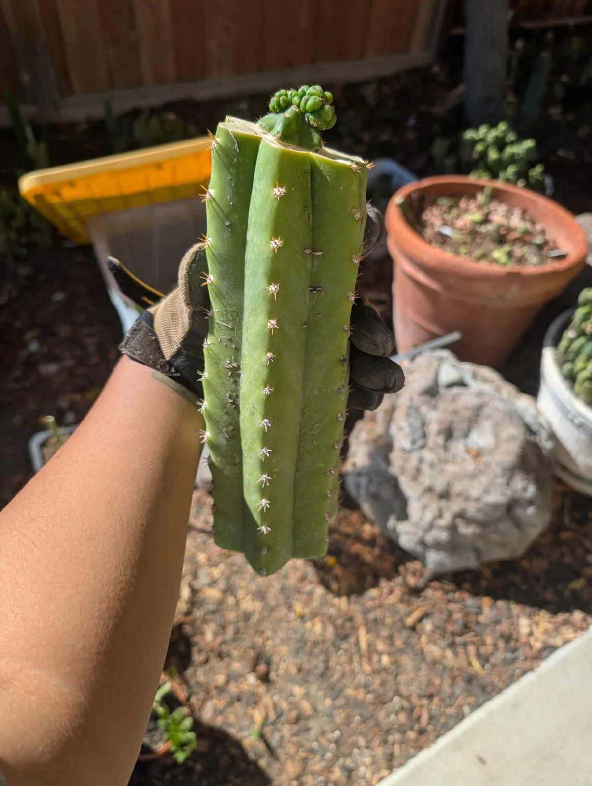 Pumacayan Stacker, Other Trichocereus grafted plant, grown in the yard.