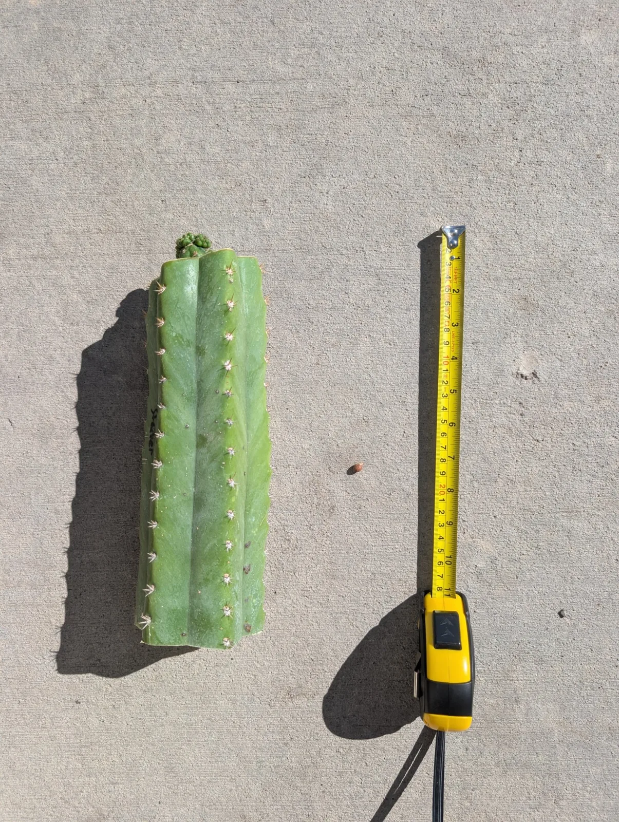 Pumacayan Stacker, Other Trichocereus grafted plant, grown in the yard.