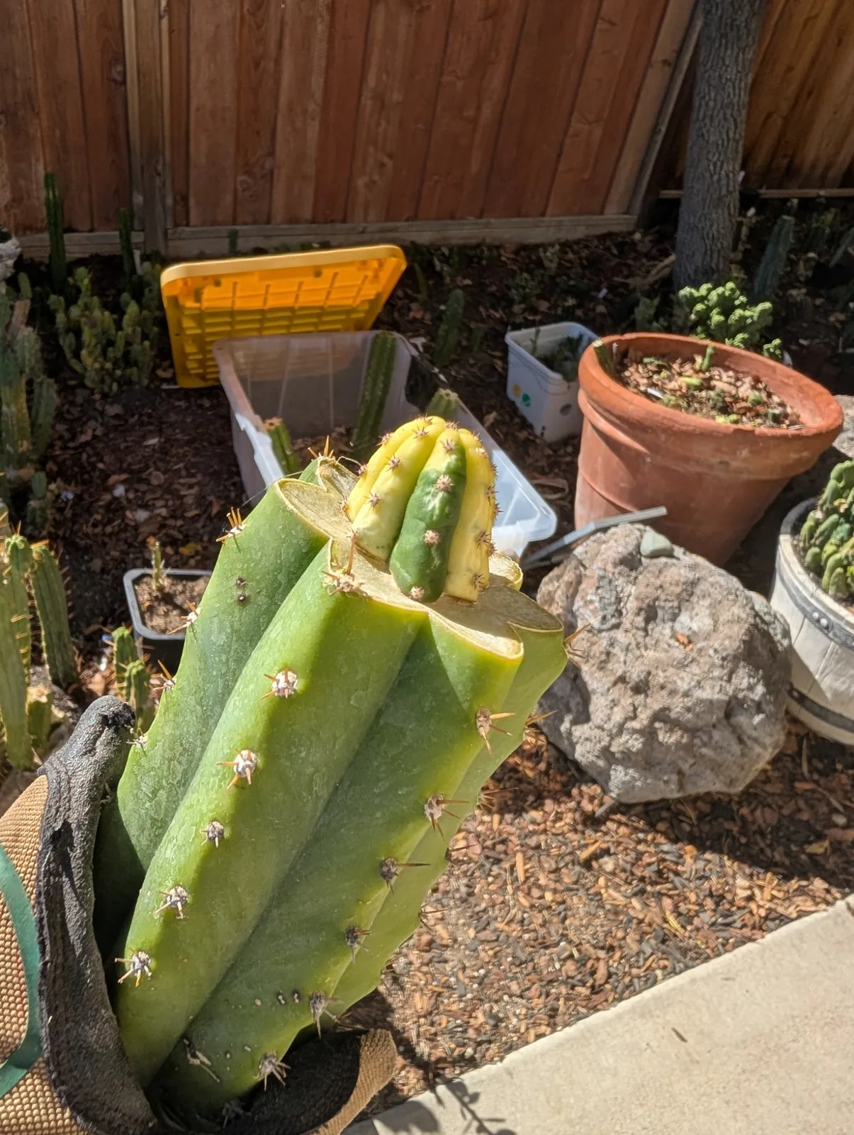 M4BB3 (Malo 4 x Betty Boom), hybrid grafted plant, grown in the yard.