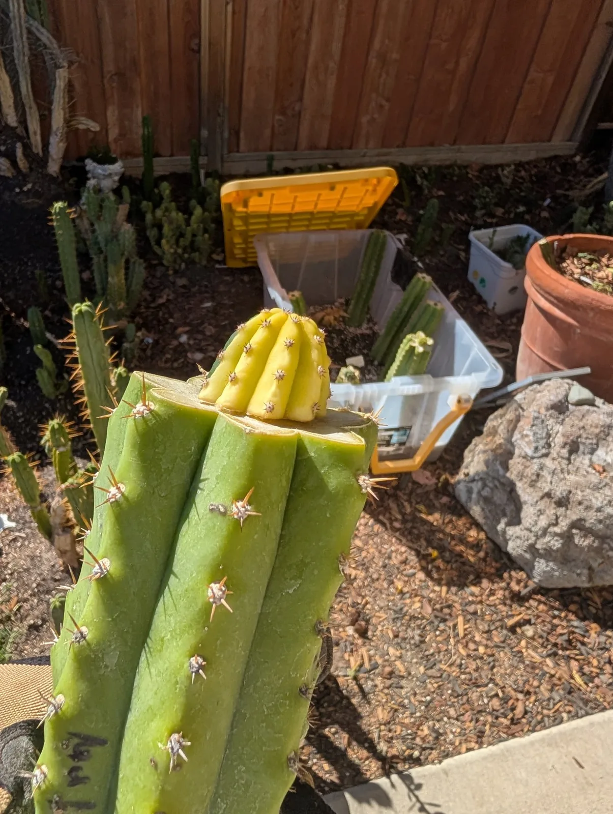M4BB3 (Malo 4 x Betty Boom), hybrid grafted plant, grown in the yard.
