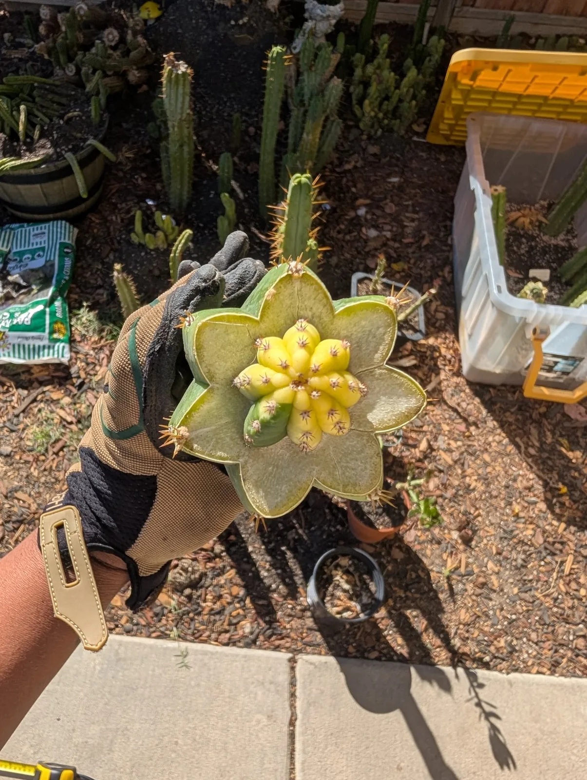 M4BB3 (Malo 4 x Betty Boom), hybrid grafted plant, grown in the yard.