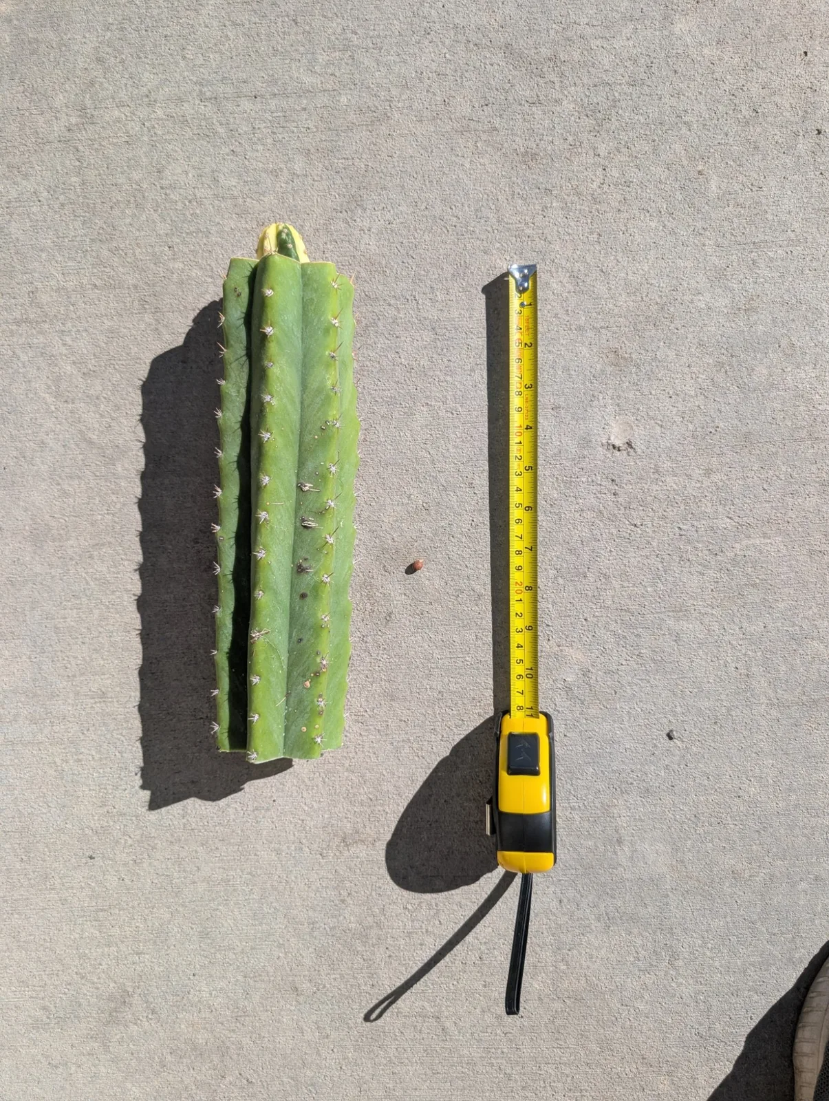 M4BB3 (Malo 4 x Betty Boom), hybrid grafted plant, grown in the yard.