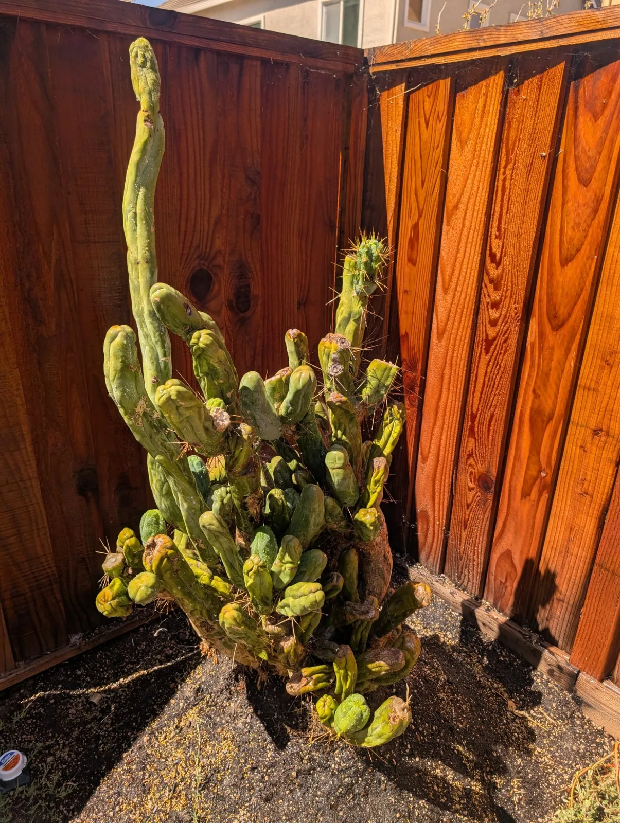 TBMA, bridgesii cutting, grown in the yard, monstrose.