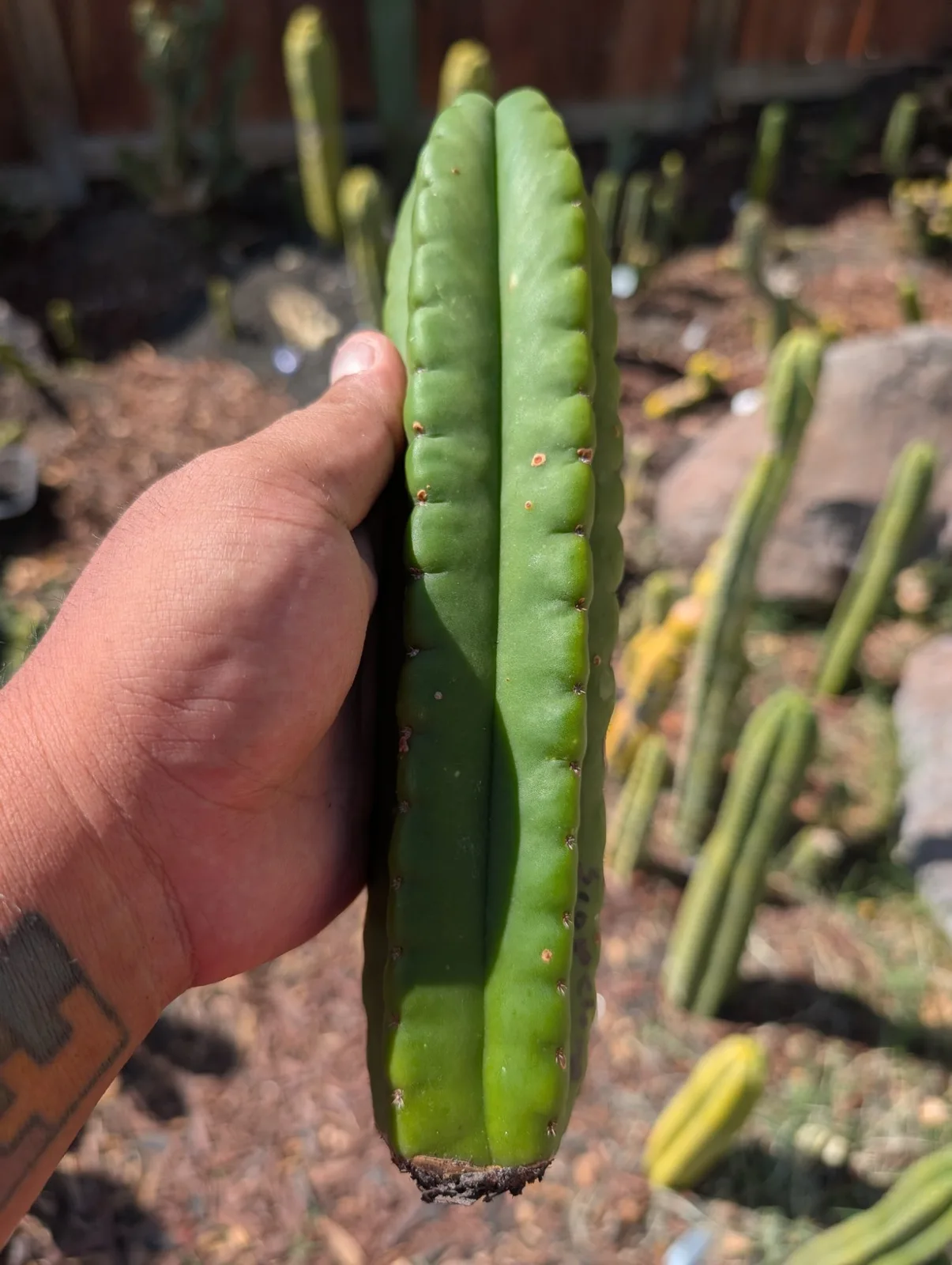 Scopulicola eBay Clone A, scopulicola cutting, grown in the yard.