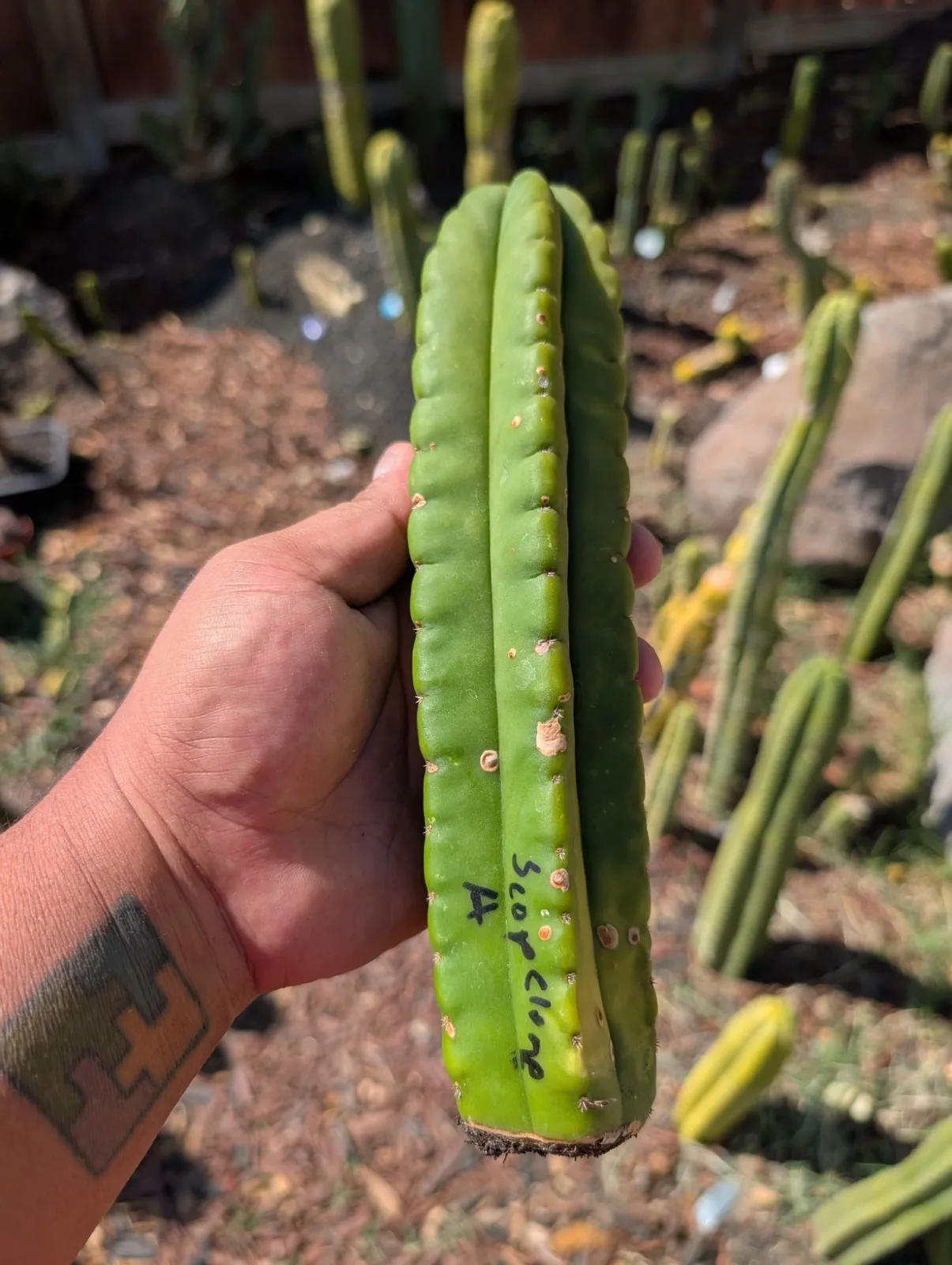 Scopulicola eBay Clone A, scopulicola cutting, grown in the yard.