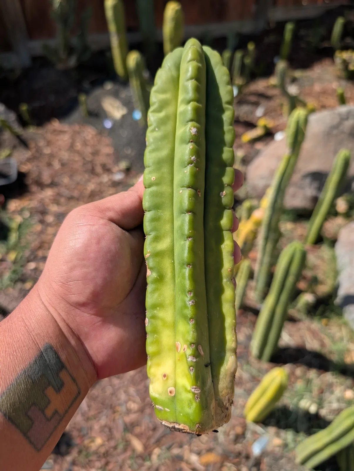 Scopulicola eBay Clone A, scopulicola cutting, grown in the yard.