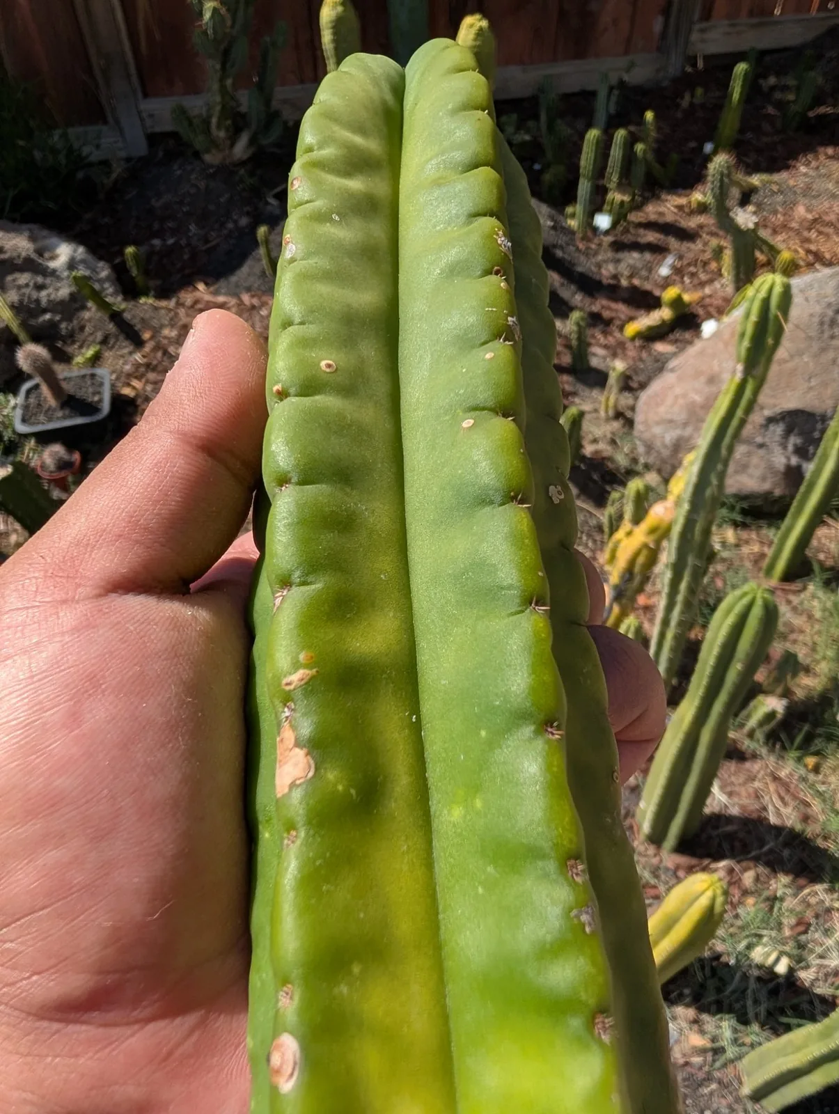 Scopulicola eBay Clone A, scopulicola cutting, grown in the yard.