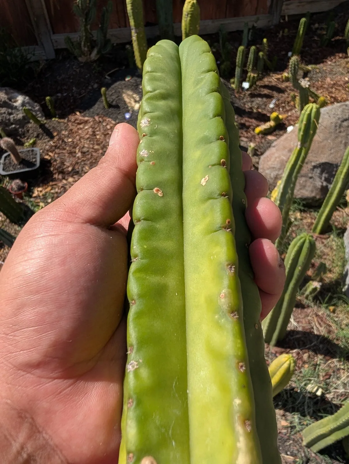 Scopulicola eBay Clone A, scopulicola cutting, grown in the yard.