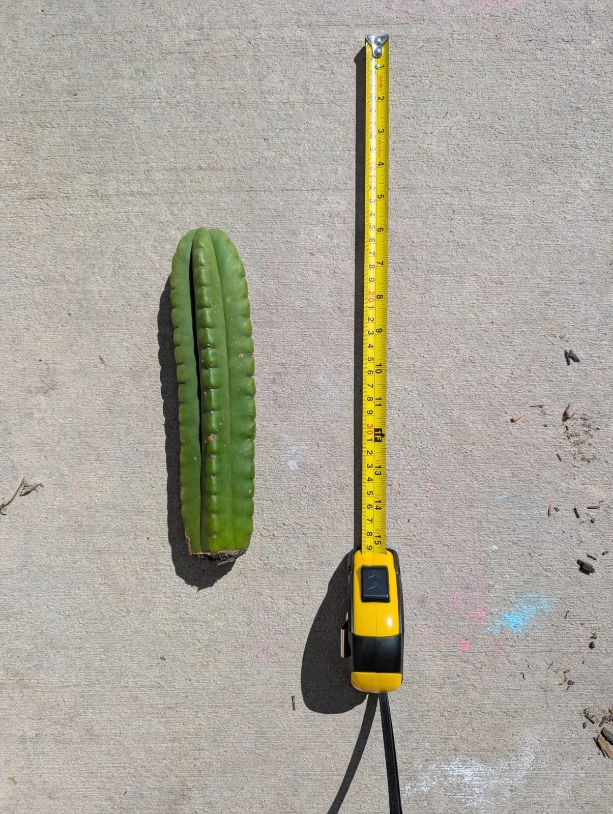 Scopulicola eBay Clone A, scopulicola cutting, grown in the yard.