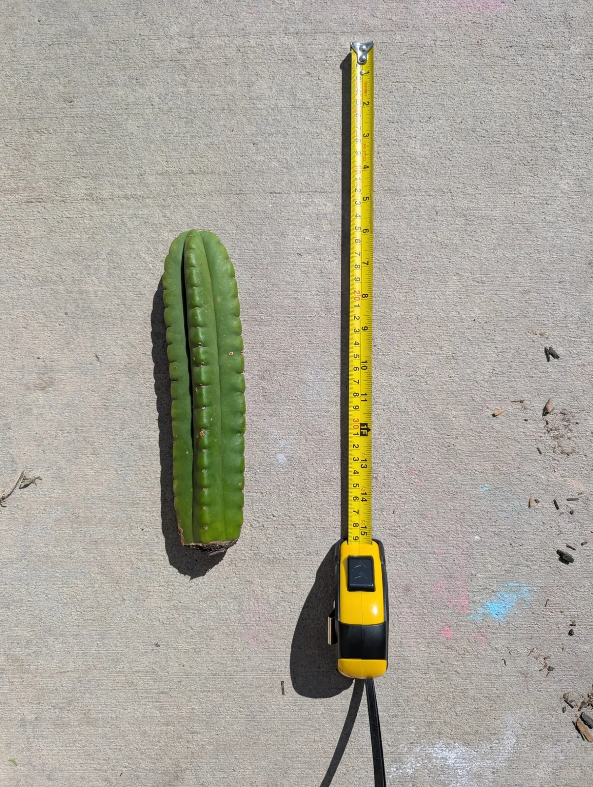 Scopulicola eBay Clone A, scopulicola cutting, grown in the yard.